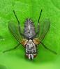 Solieria sp.